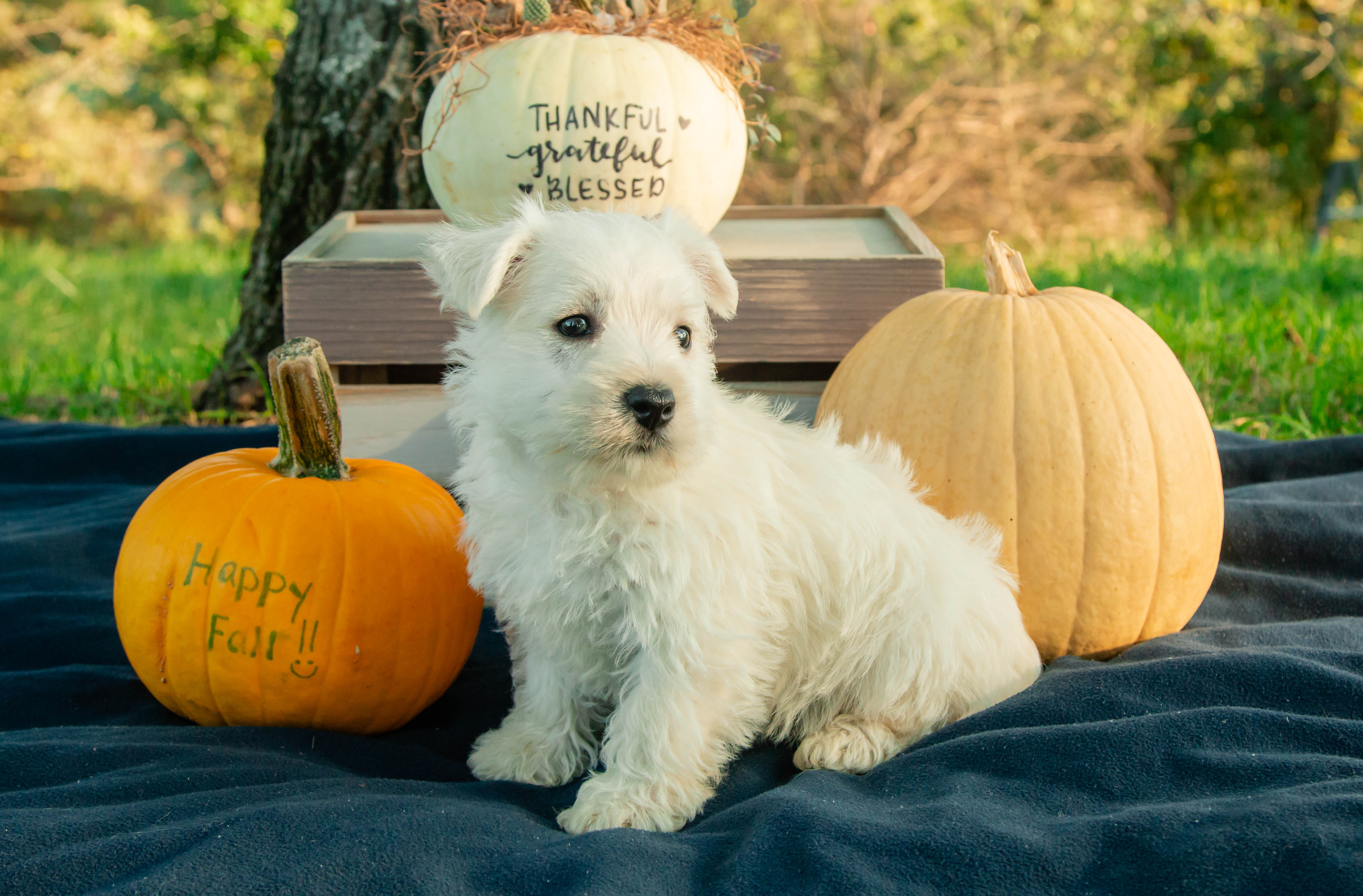 puppy, for, sale, West Highland White Terrier, Amos B. King, dog, breeder, Romney, WV, dog-breeder, puppy-for-sale, forsale, nearby, find, puppyfind, locator, puppylocator, aca